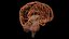 High Resolution 8k Human Brain System Pack  Premium