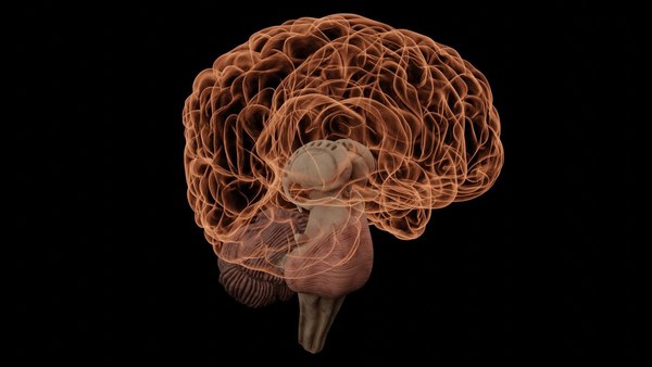 High Resolution 8k Human Brain System Pack  Premium