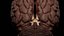 High Resolution 8k Human Brain System Pack  Premium