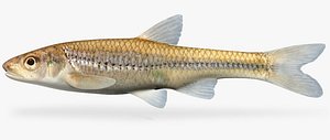 3dsmax notropis dorsalis bigmouth shiner