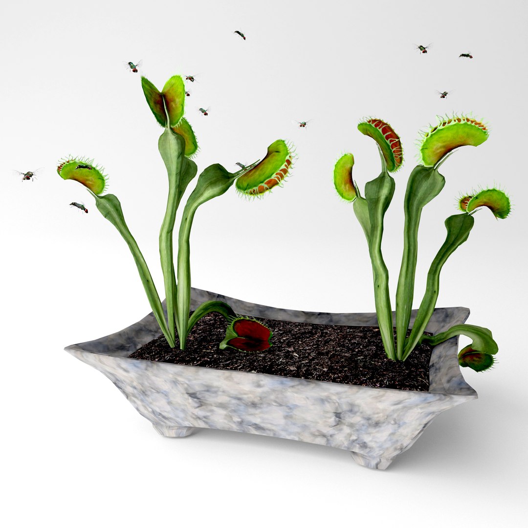 3D model venus fly trap plant https://p.turbosquid.com/ts-thumb/tj/mjrPUn/DNKNcwi2/1/jpg/1585746996/1920x1080/fit_q87/19444e8a8cd87a6fceccb980daddb62d86a9d631/1.jpg