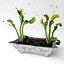 Planta armadilha para mosca Vênus