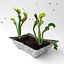 Planta armadilha para mosca Vênus
