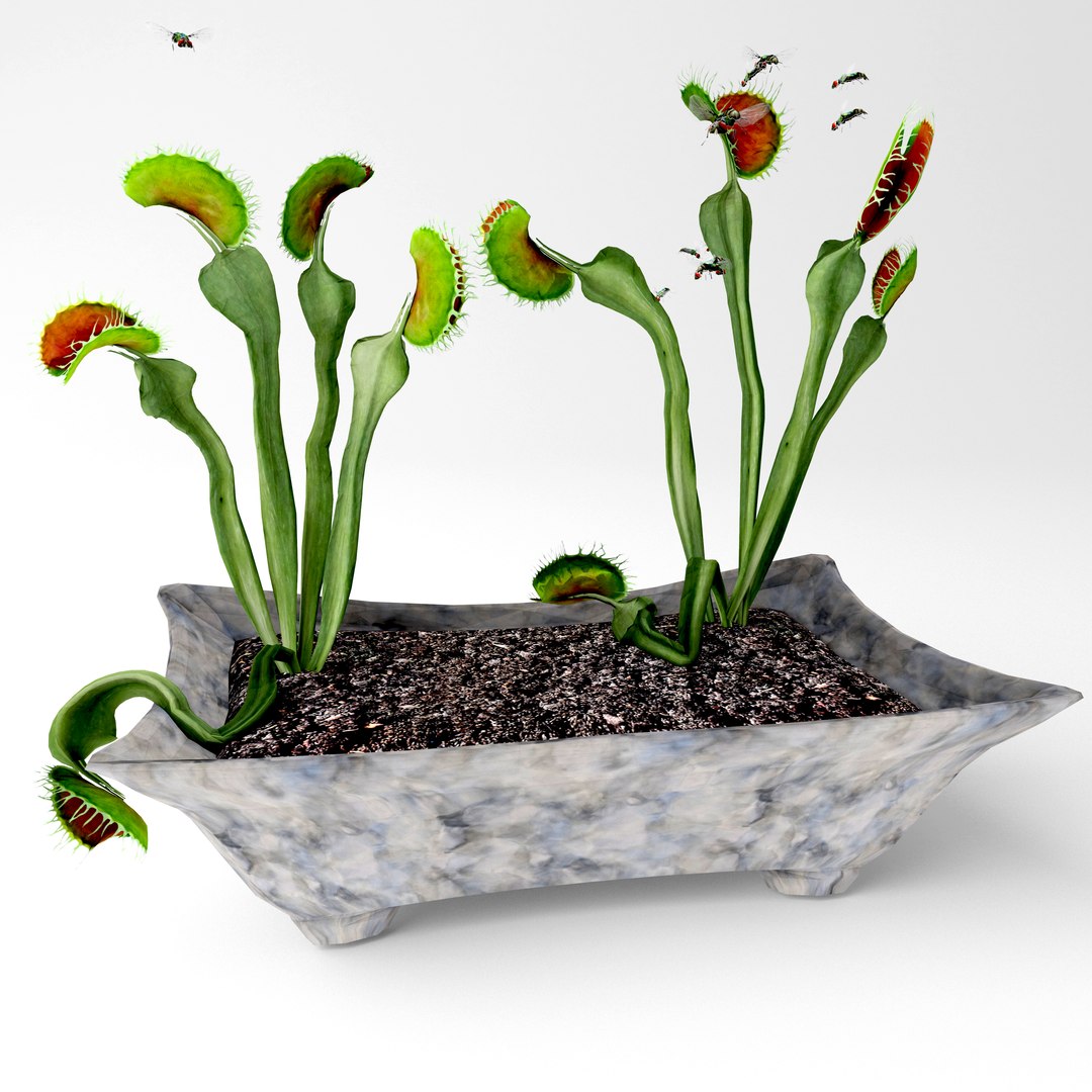 3D model venus fly trap plant https://p.turbosquid.com/ts-thumb/tj/mjrPUn/g8cwsuNb/3/jpg/1585747092/1920x1080/fit_q87/3e2af93beedb7424f41cfa0fc6c839b42628bb2c/3.jpg