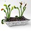 Planta armadilha para mosca Vênus