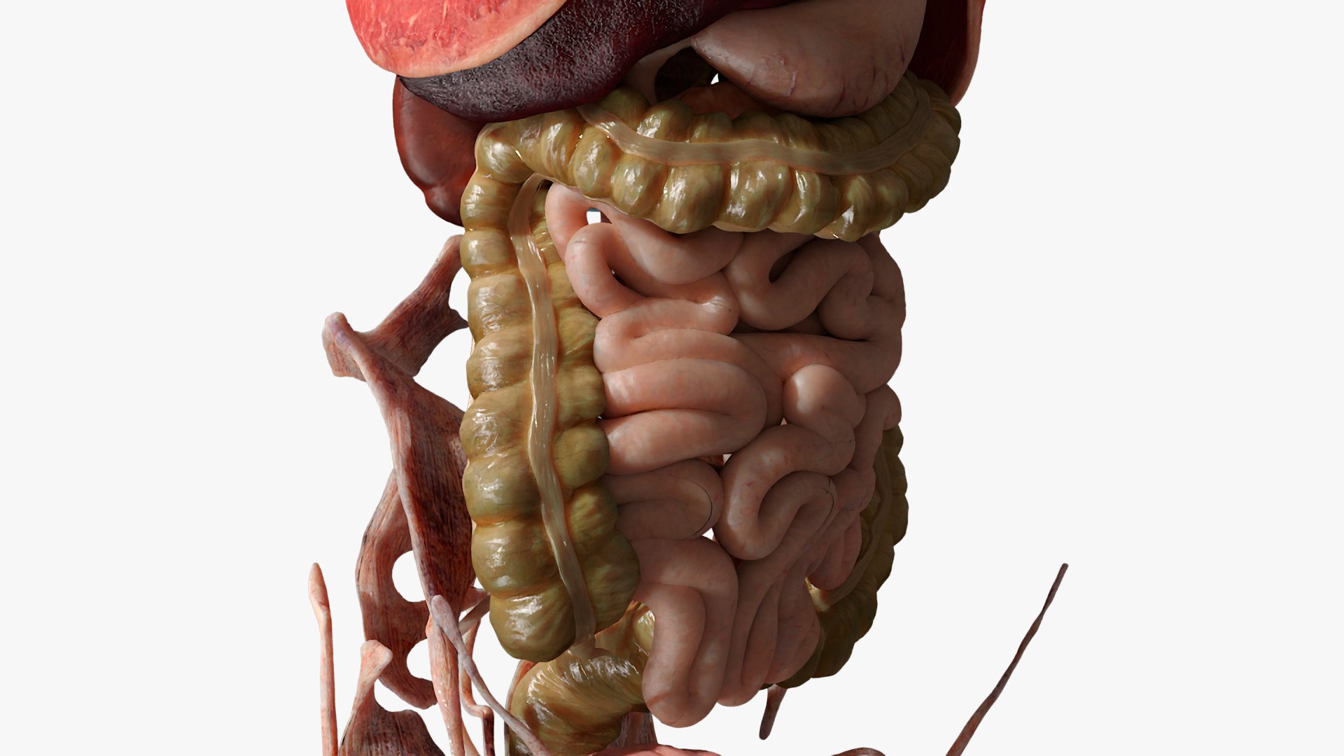 3D Human Anatomy With Circulatory And Nervous Systems Model ...
