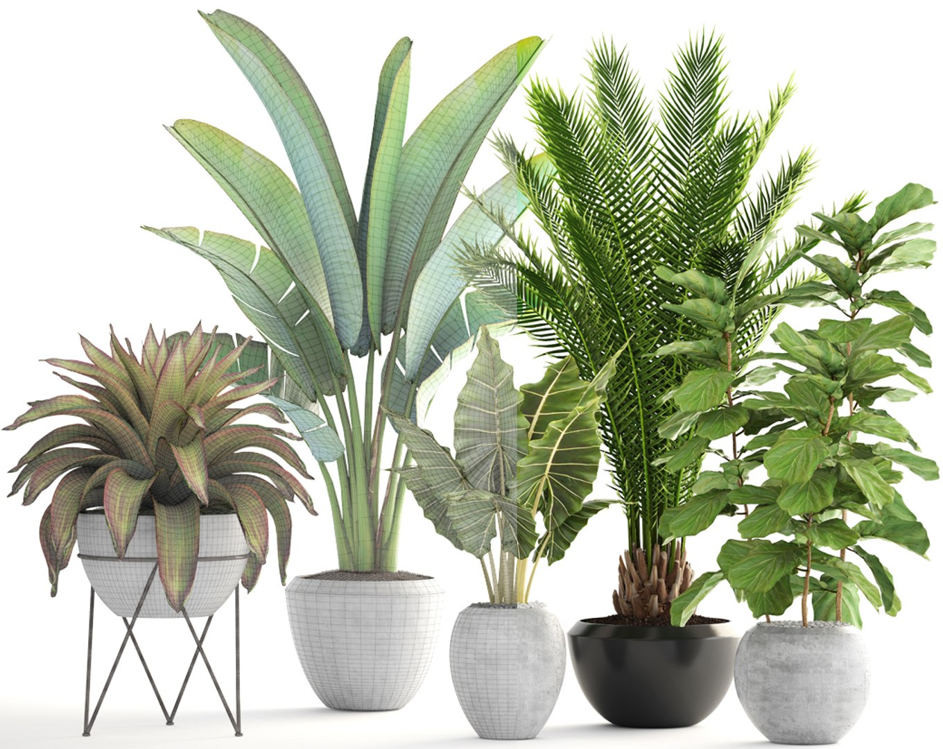 3D Plants Date Palm Model - TurboSquid 1252830