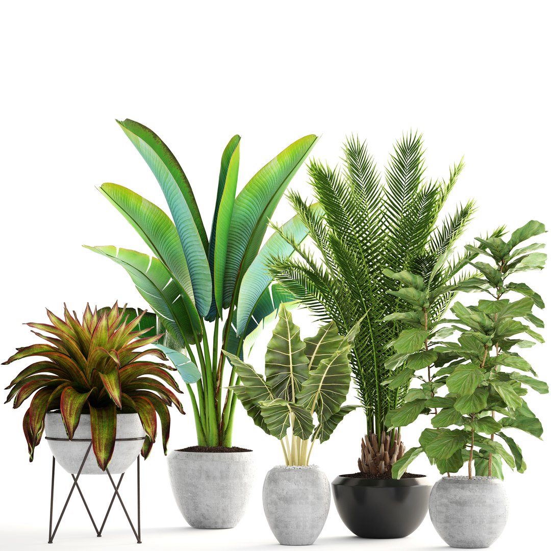 3D Plants Date Palm Model - TurboSquid 1252830