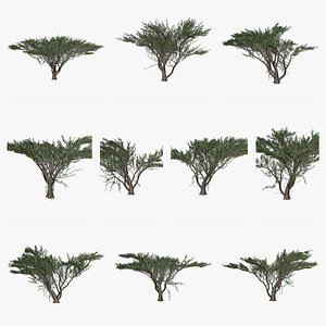 Umbrella Thorn Tree Collection model