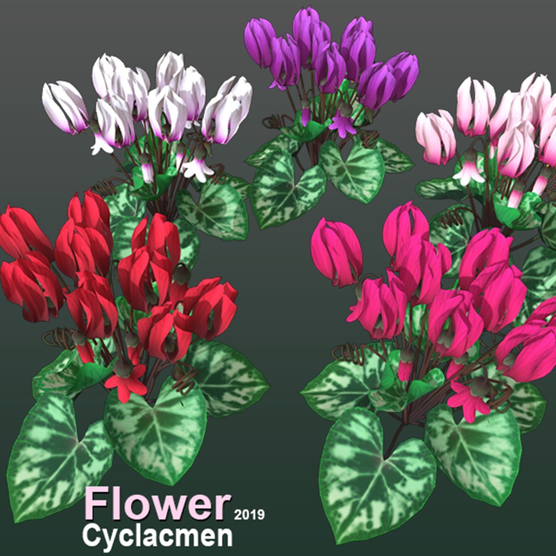 3D Flower Cyclacmen model https://p.turbosquid.com/ts-thumb/tk/PplwmA/jU/flower_cyclacmen_image1200/png/1696241628/1920x1080/fit_q87/07ba6eea5360d8bb372cd233034a4d84437e9434/flower_cyclacmen_image1200.jpg