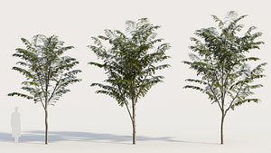 Gleditsia triacanthos b 3D model