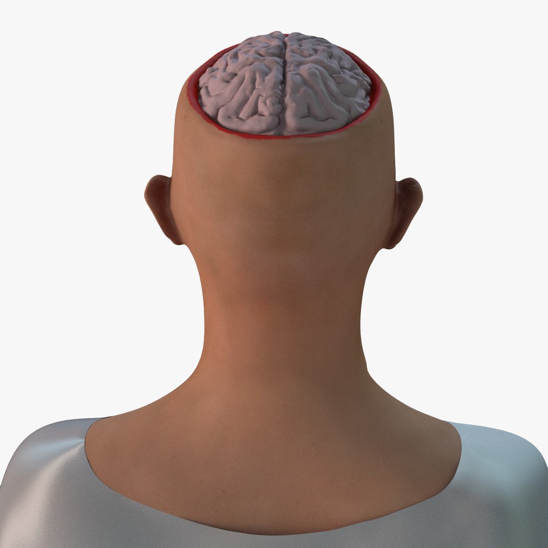 skull brain 3d lwo https://p.turbosquid.com/ts-thumb/tk/iCMpsI/SRBJ5sk8/head_with_brain0005/png/1403789682/1920x1080/fit_q87/7c2f8be0429a5082486f2cf0e8d74016b2c7b504/head_with_brain0005.jpg