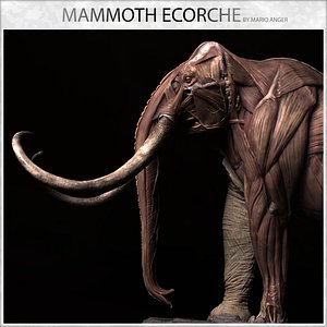 Woolly Mammoth Ecorche