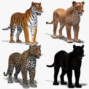 big cats 3D model