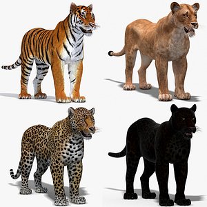 big cats 3D model