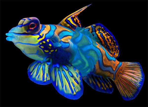 mandarin fish 3ds