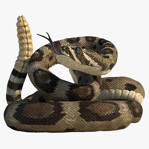 Rattlesnake Rigged Animated