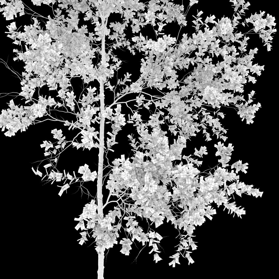 Aspen trees02 3D model https://p.turbosquid.com/ts-thumb/tl/2mSCaG/QI/preview5asplv/jpg/1658147612/1920x1080/fit_q87/70d35f49170041117b37a92df9fb9f168b3c7bc2/preview5asplv.jpg