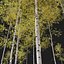Aspen trees02