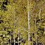 Aspen trees02