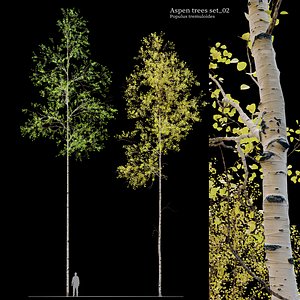 Aspen trees02 3D model