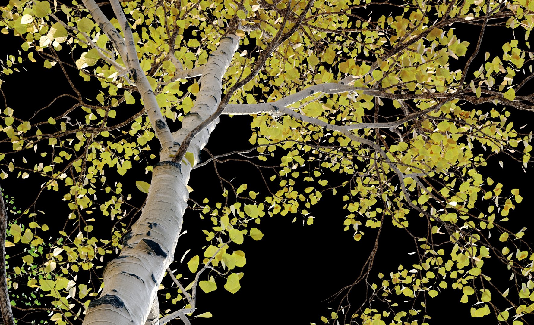 Aspen trees02 3D model https://p.turbosquid.com/ts-thumb/tl/2mSCaG/qa/preview21asplv/jpg/1658147609/1920x1080/fit_q87/f50833607046d4b3a68c63a62135428e9e6636a3/preview21asplv.jpg