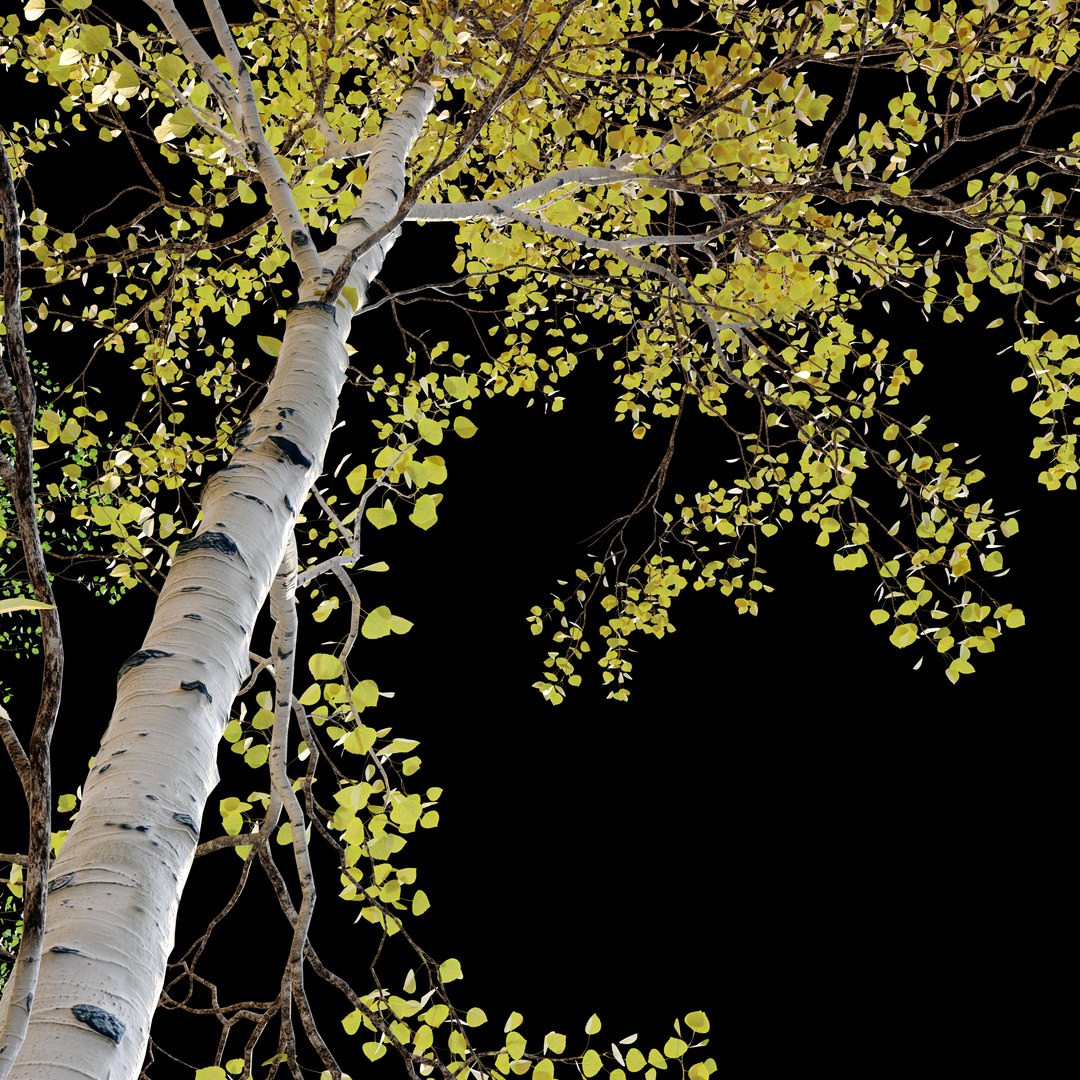 Aspen trees02 3D model https://p.turbosquid.com/ts-thumb/tl/2mSCaG/tV/preview2asplv/jpg/1658147611/1920x1080/fit_q87/12b47c7f5dc43722949ca2152f2d496acc5d75da/preview2asplv.jpg