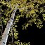 Aspen trees02