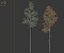 Aspen trees02