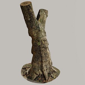 Old Gnarled Birch Tree 3D model