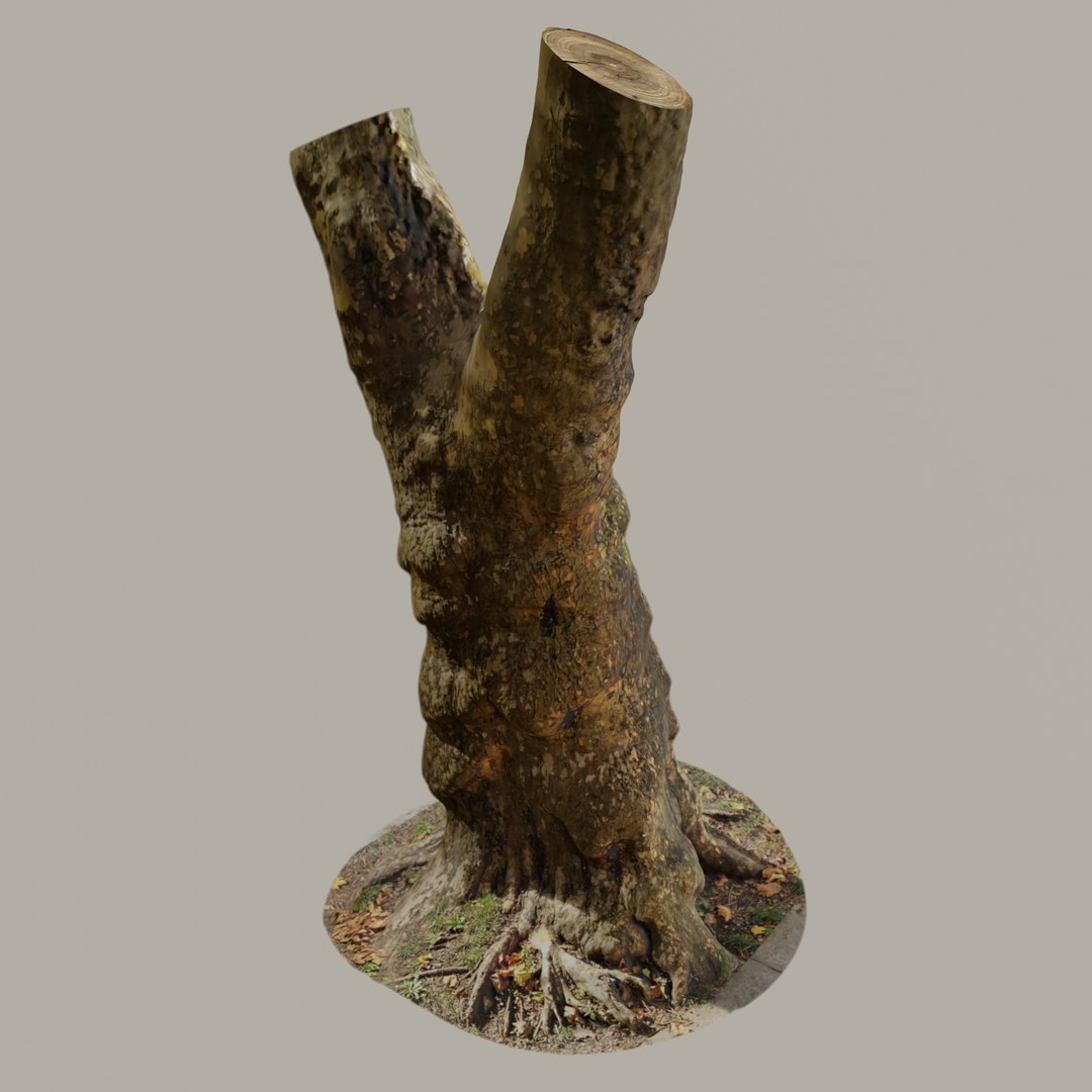 Old Gnarled Birch Tree 3D Model - TurboSquid 1981721