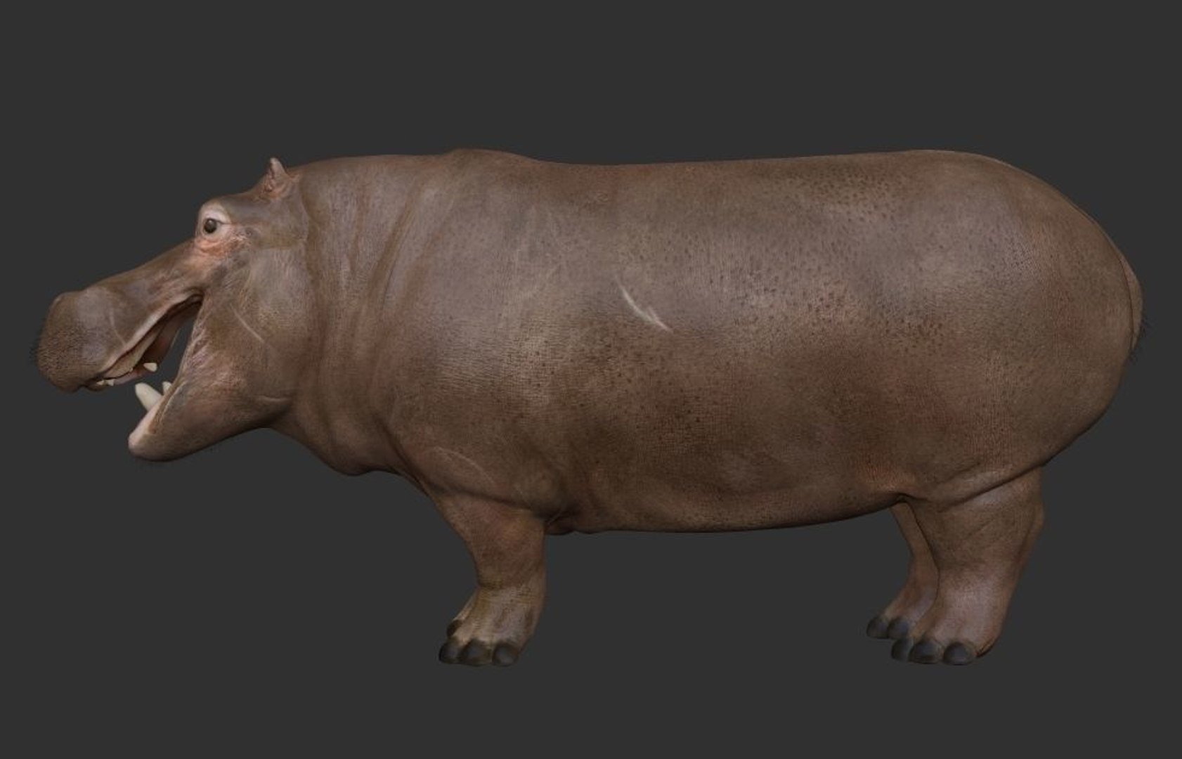 3D hippopotamus hippo rigged https://p.turbosquid.com/ts-thumb/tl/CXYpTQ/KJytcrRI/h02/jpg/1554300167/1920x1080/fit_q87/1f957b6525d83e089f720d5a53b485136e707204/h02.jpg