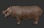 Hippopotame gréé