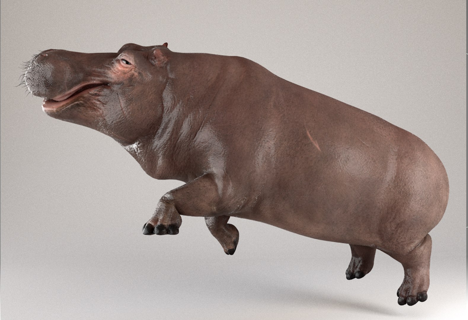 3D hippopotamus hippo rigged https://p.turbosquid.com/ts-thumb/tl/CXYpTQ/QJybQfUR/02/png/1554300167/1920x1080/fit_q87/52247f1638a6fa53eb308a1db05d1697c9ac5033/02.jpg