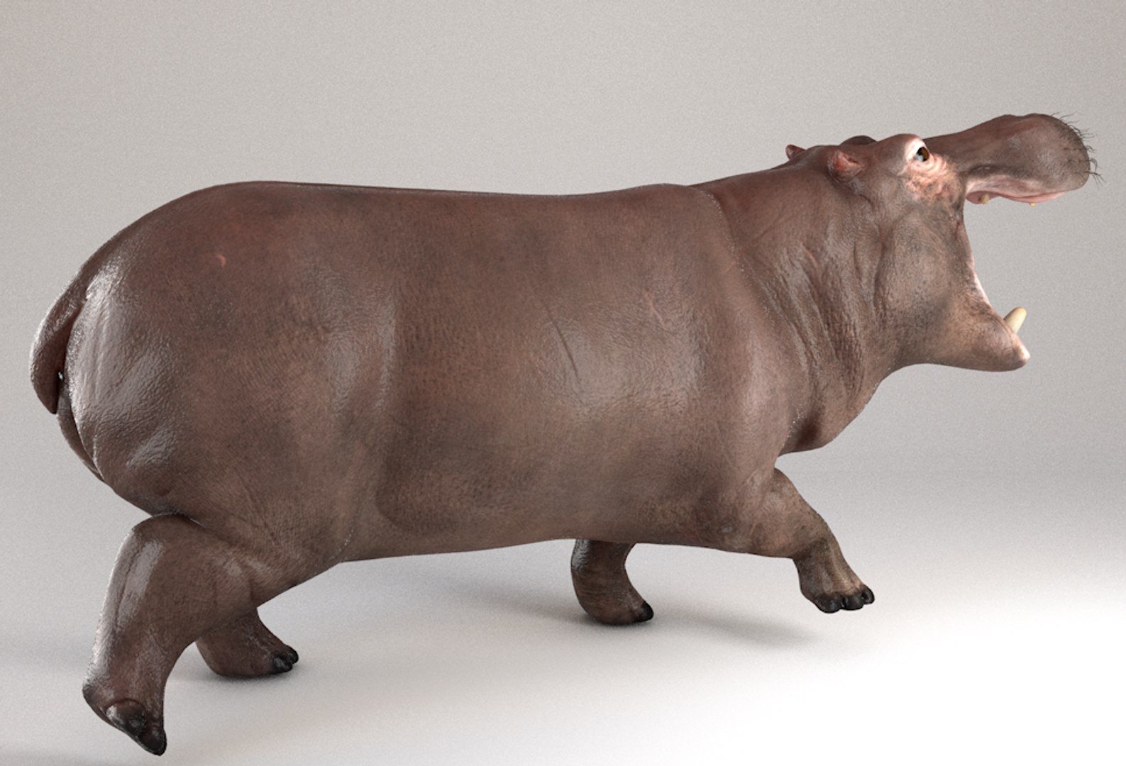 3D hippopotamus hippo rigged https://p.turbosquid.com/ts-thumb/tl/CXYpTQ/WskTovPm/04/png/1554300167/1920x1080/fit_q87/dbf8672808f279ea36e1c09bac8da7f0bbc90556/04.jpg