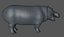 Hippopotame gréé