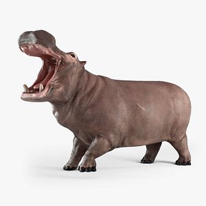 3D hippopotamus hippo rigged