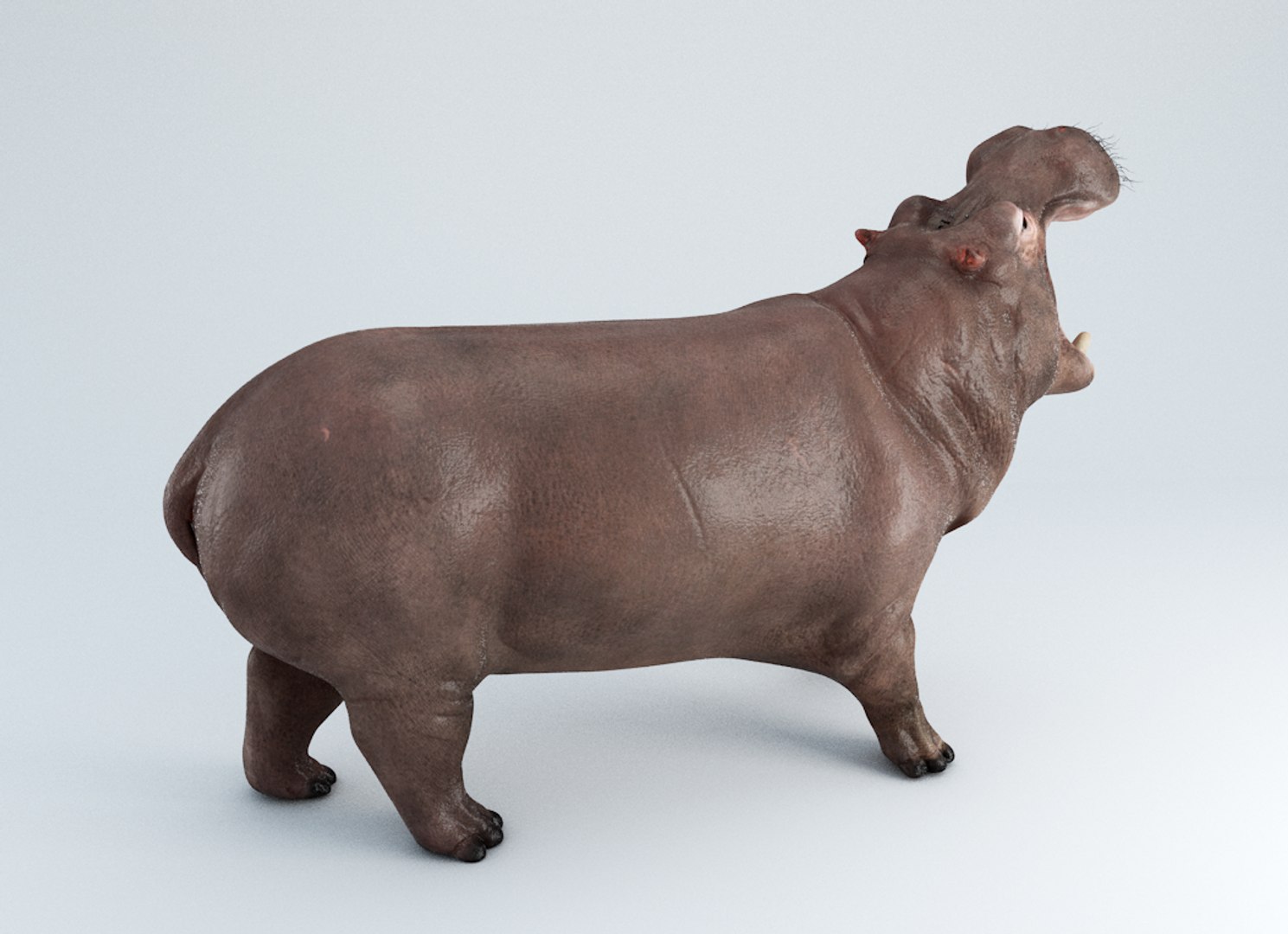 3D hippopotamus hippo rigged https://p.turbosquid.com/ts-thumb/tl/CXYpTQ/ix97ZfR1/01b/png/1554300167/1920x1080/fit_q87/6bf21eaf75427885d50ac5ff9ca478b668b9e624/01b.jpg