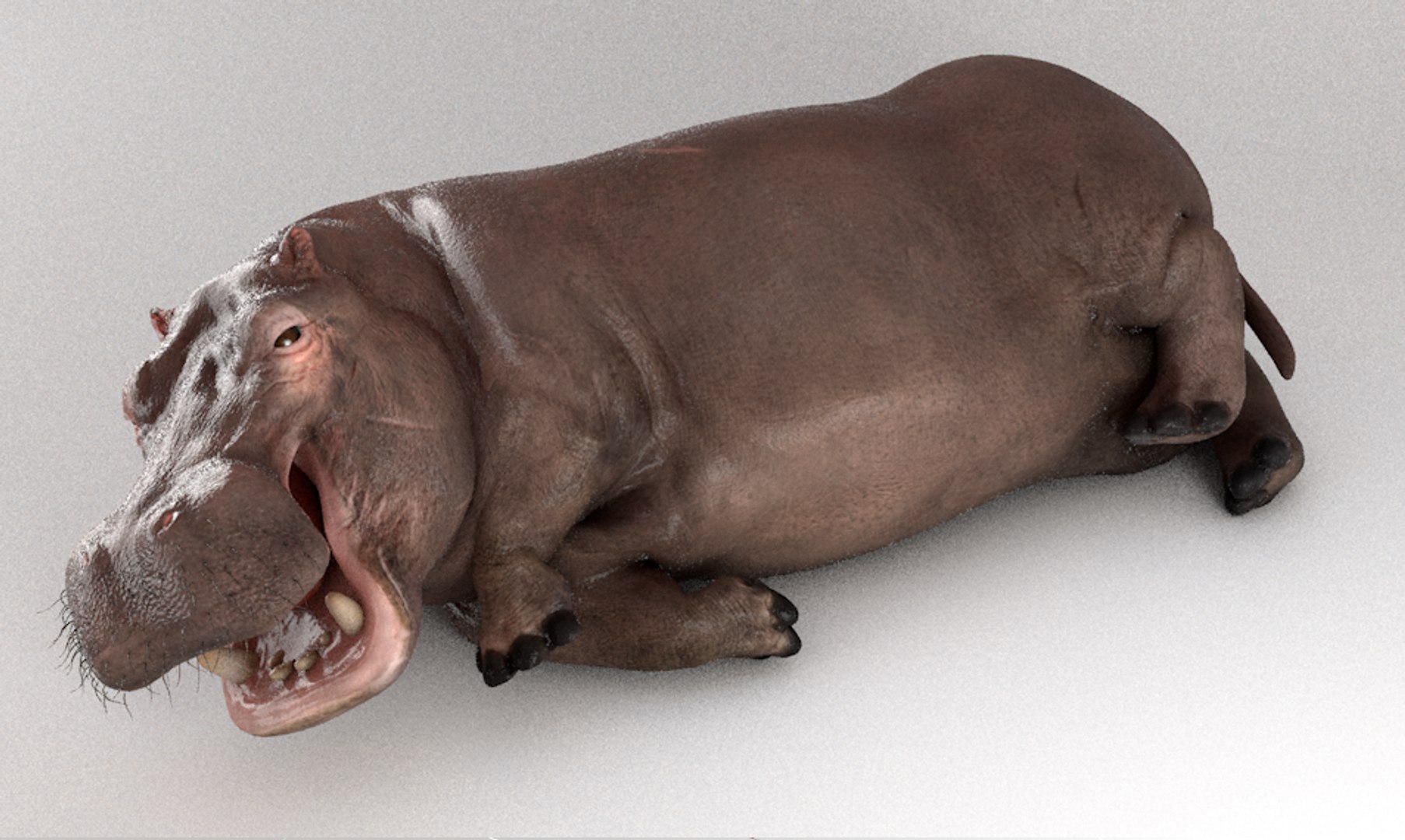 3D hippopotamus hippo rigged https://p.turbosquid.com/ts-thumb/tl/CXYpTQ/x2tPhVff/01/png/1554300167/1920x1080/fit_q87/b31286834b3e8efcb90a6718558a54d20050fd0a/01.jpg