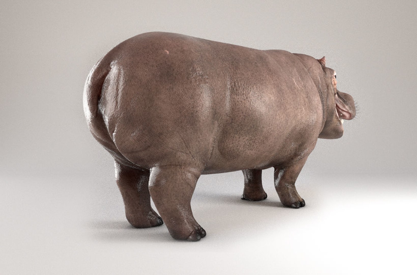 3D hippopotamus hippo rigged https://p.turbosquid.com/ts-thumb/tl/CXYpTQ/yCc3TnZX/d04/jpg/1554300167/1920x1080/fit_q87/f87ccc50cdf839bec1030000ce66abb5c43c3b08/d04.jpg