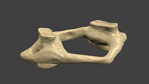 3ds atlas c1 vertebra
