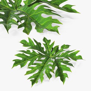 Papaya Leaf Green