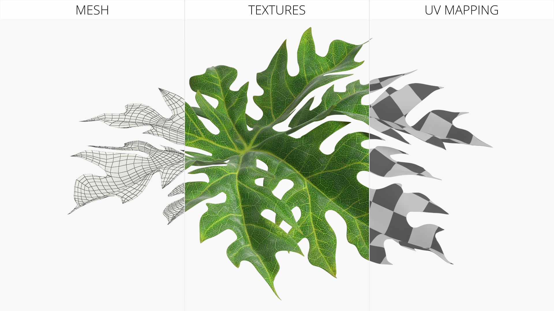 Papaya Leaf Green 3D model https://p.turbosquid.com/ts-thumb/tl/ELncYT/NT/papaya_leaf_green_008/jpg/1772092401/1920x1080/fit_q87/c06cae8f05def1232f1877cfd8b009de1155fc42/papaya_leaf_green_008.jpg