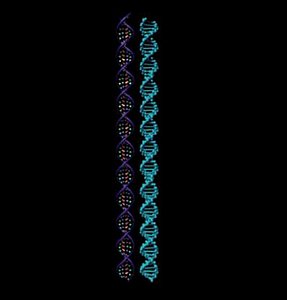 DNA.mb