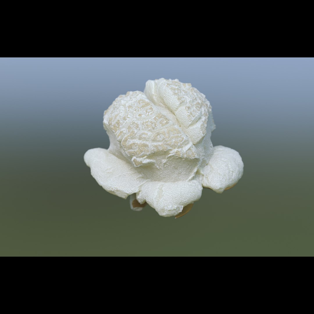 popcorn food snack 3D model https://p.turbosquid.com/ts-thumb/tl/IzB4nt/HdPqdTxC/popcorn_06_signature/jpg/1549987883/1920x1080/fit_q87/280c2c023fdd4694c05f9e11e2211b092eb35c6e/popcorn_06_signature.jpg