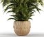 plants 221