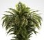 plants 221