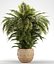 plants 221