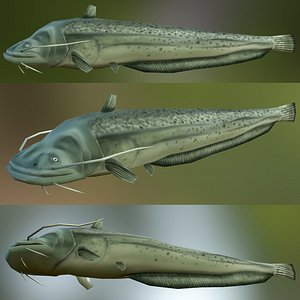 max olive catfish