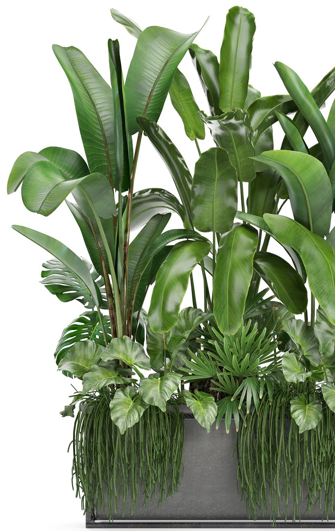 3D loft exotic plants https://p.turbosquid.com/ts-thumb/tl/U9SjrM/BOJmWf1M/plant161002/jpg/1539767385/1920x1080/fit_q87/9ca80c996d9df5077a40f92b68a5086d2bae6959/plant161002.jpg